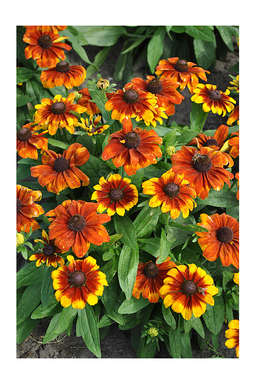 Rudbekia Littlebeckia 'Sunrise' | Rudbeckia hirta