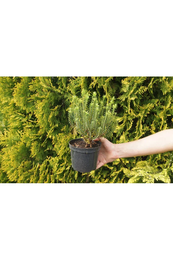 Hebe bukszpanowate Hebe odora