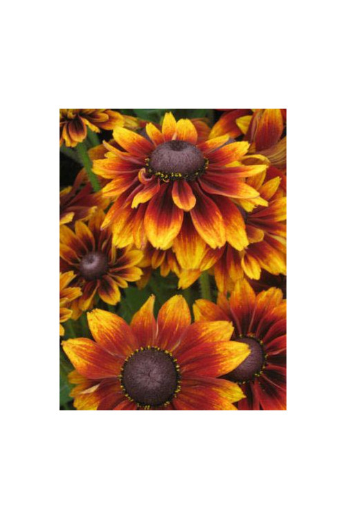 Rudbekia 'Happy SmileyZ' | Rudbeckia