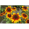 Rudbekia 'Happy SmileyZ' | Rudbeckia
