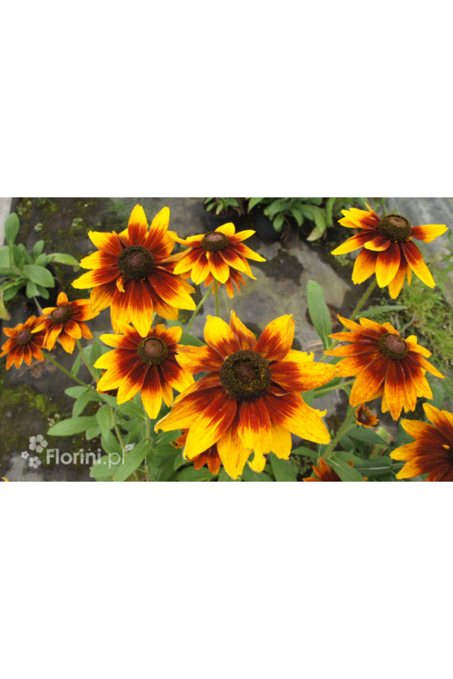 Rudbekia 'Happy SmileyZ' | Rudbeckia