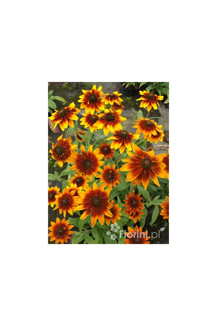 Rudbekia 'Happy SmileyZ' | Rudbeckia