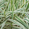 Lasecznica trzcinowata 'Ely' | Arundo donax