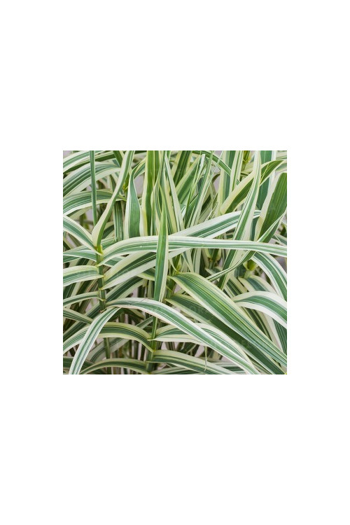 Lasecznica trzcinowata 'Ely' | Arundo donax