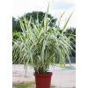 Lasecznica trzcinowata 'Ely' | Arundo donax