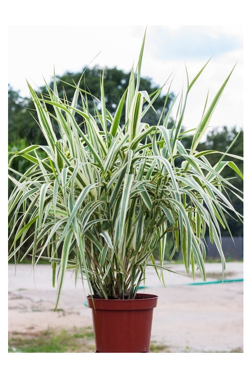 Lasecznica trzcinowata 'Ely' | Arundo donax