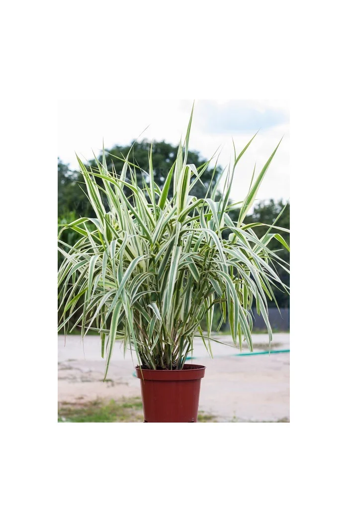 Lasecznica trzcinowata 'Ely' | Arundo donax