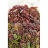 Rozchodnik murowy 'Coral Reef' Sedum tetractinum