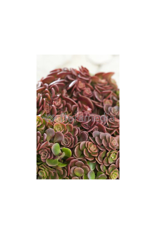 Rozchodnik murowy 'Coral Reef' Sedum tetractinum