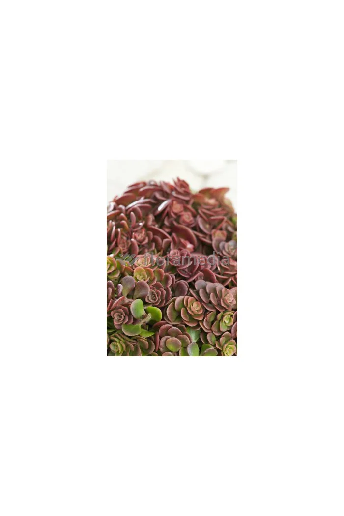 Rozchodnik murowy 'Coral Reef' Sedum tetractinum