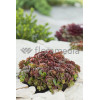Rozchodnik murowy 'Coral Reef' Sedum tetractinum