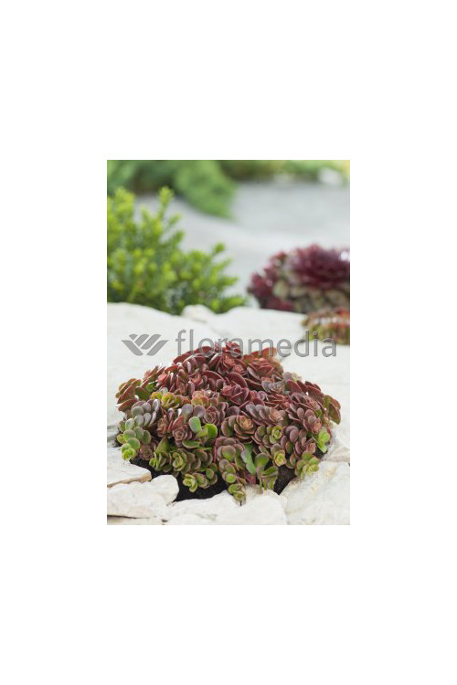 Rozchodnik murowy 'Coral Reef' Sedum tetractinum