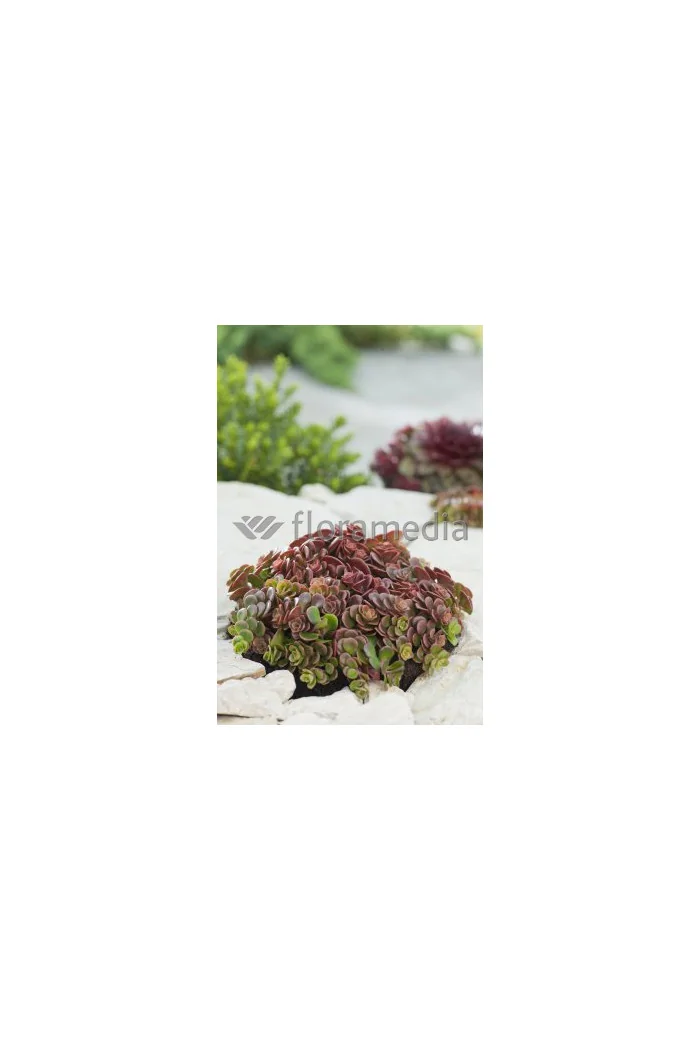 Rozchodnik murowy 'Coral Reef' Sedum tetractinum