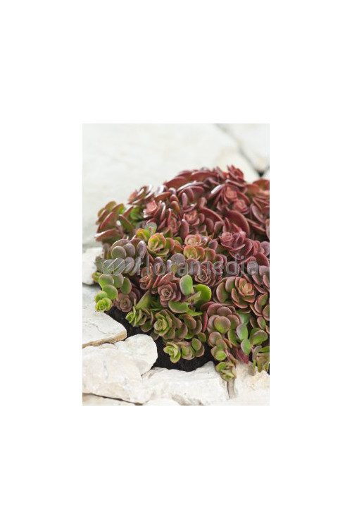 Rozchodnik murowy 'Coral Reef' Sedum tetractinum