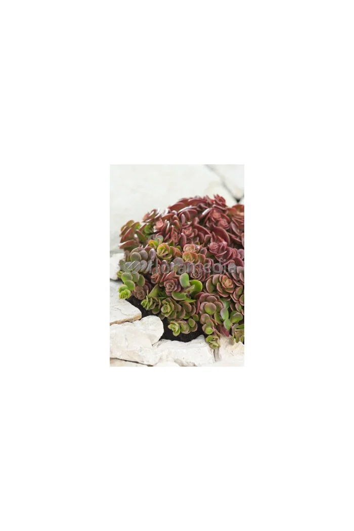Rozchodnik murowy 'Coral Reef' Sedum tetractinum