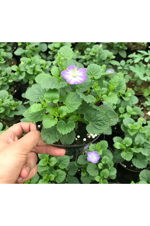 Dzwonek 'Samantha' Campanula