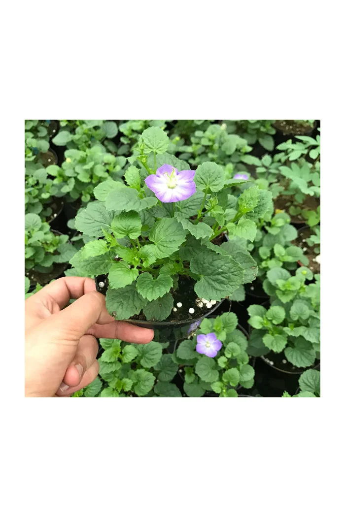 Dzwonek 'Samantha' Campanula