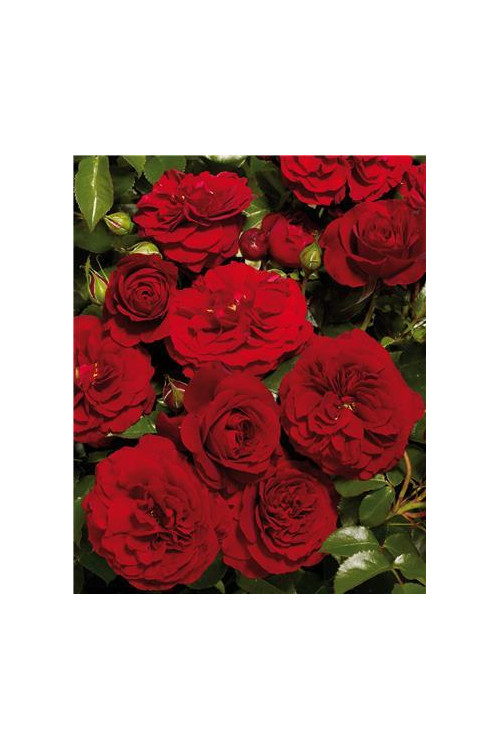 Róża 'Grand Award Courtyard' (pnąca, pachnąca) Rosa