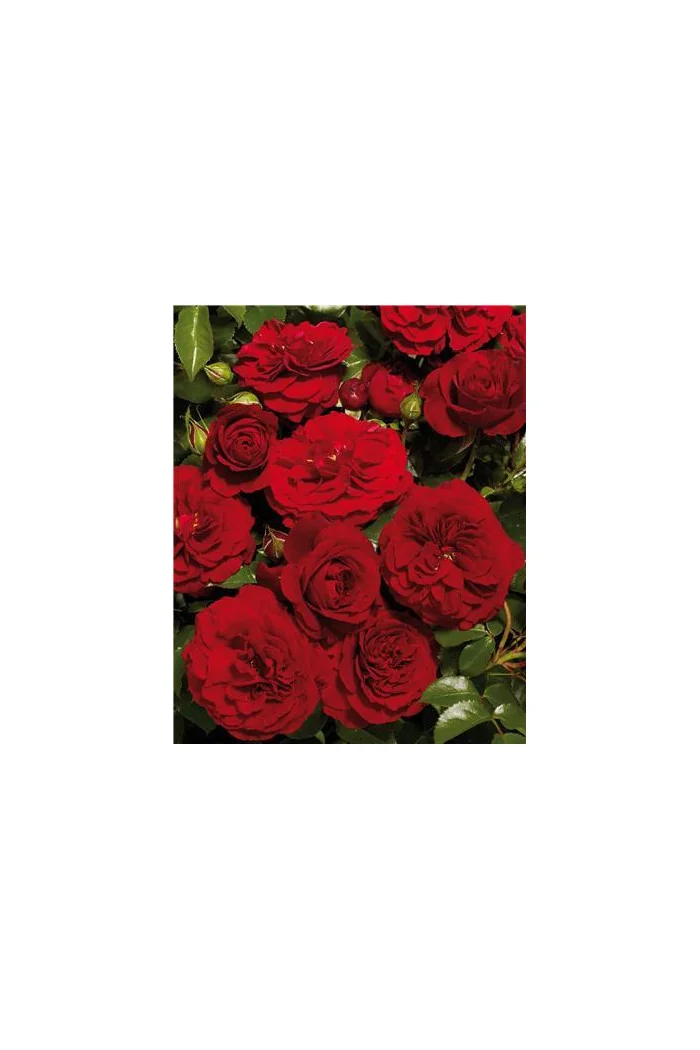 Róża 'Grand Award Courtyard' (pnąca, pachnąca) Rosa