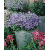 Dzwonek karpacki 'Pristar Deep Blue' Campanula carpatica