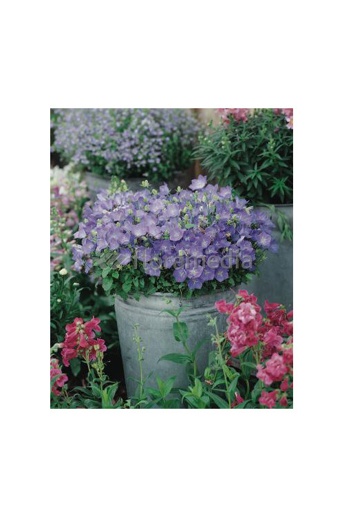 Dzwonek karpacki 'Pristar Deep Blue' Campanula carpatica