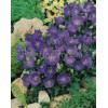 Dzwonek karpacki 'Pristar Deep Blue' Campanula carpatica