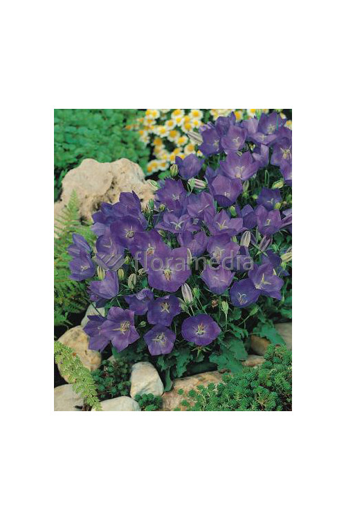 Dzwonek karpacki 'Pristar Deep Blue' Campanula carpatica