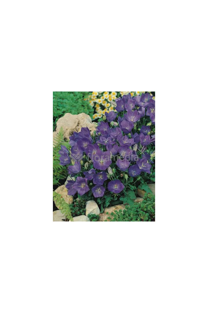 Dzwonek karpacki 'Pristar Deep Blue' Campanula carpatica