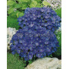 Dzwonek karpacki 'Pristar Deep Blue' Campanula carpatica
