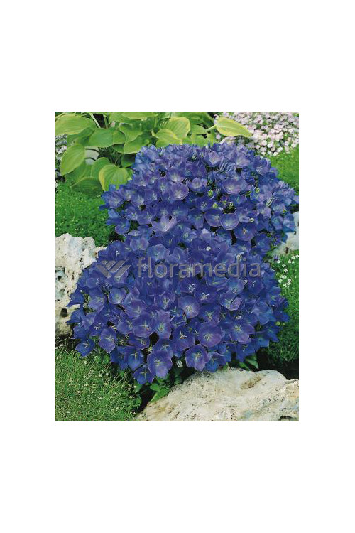 Dzwonek karpacki 'Pristar Deep Blue' Campanula carpatica