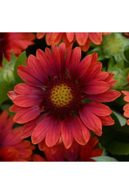 Gailardia 'Mesa Red' | Gaillardia