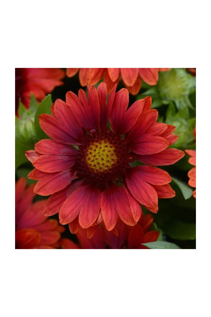 Gailardia 'Mesa Red' | Gaillardia