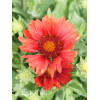 Gailardia 'Mesa Red' | Gaillardia