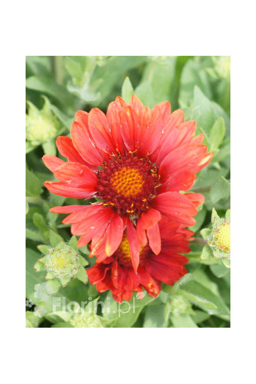 Gailardia 'Mesa Red' | Gaillardia