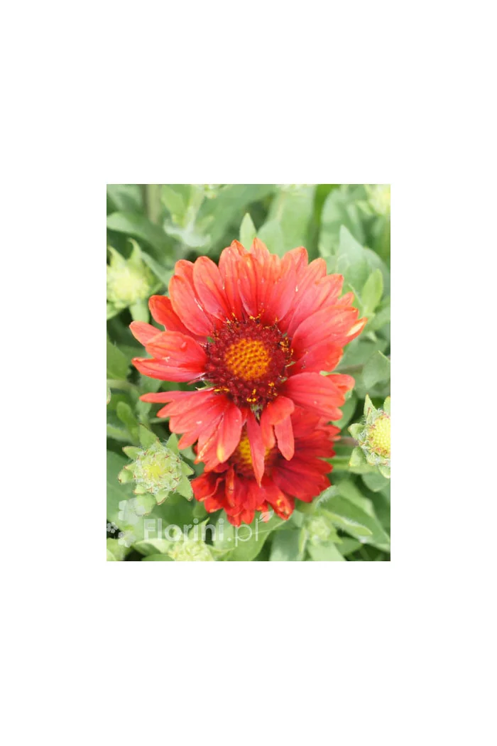 Gailardia 'Mesa Red' | Gaillardia