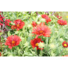 Gailardia 'Mesa Red' | Gaillardia