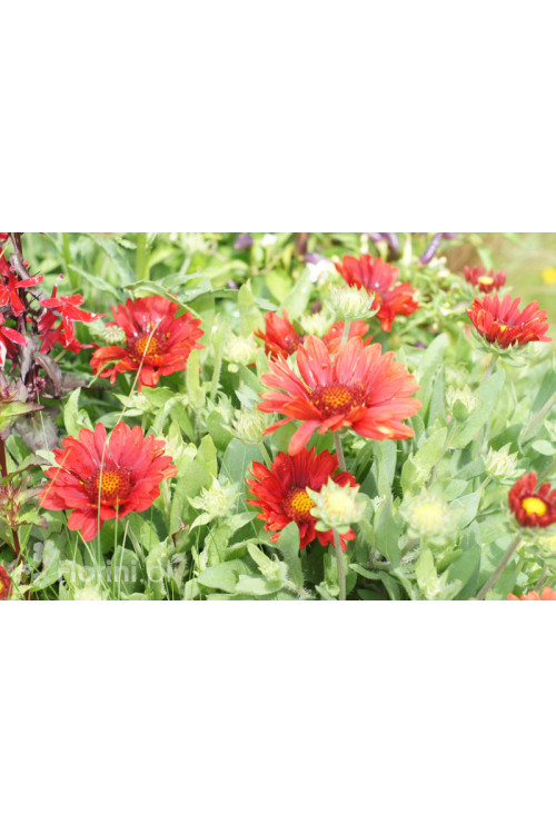 Gailardia 'Mesa Red' | Gaillardia