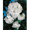 Floks wiechowaty 'Adessa White' Phlox panniculata