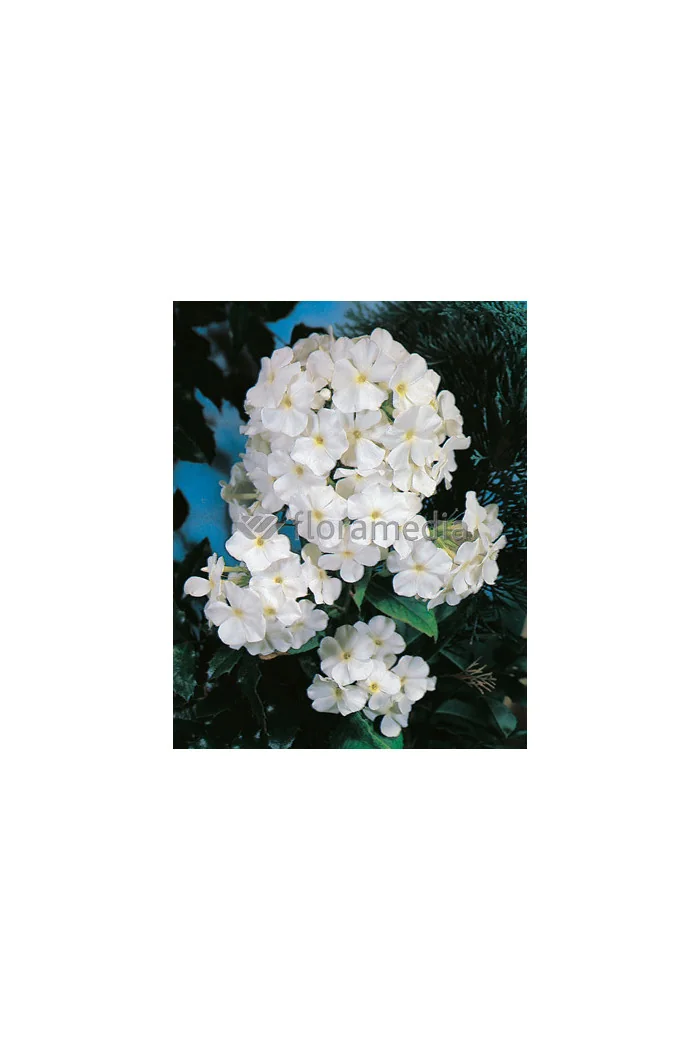 Floks wiechowaty 'Adessa White' Phlox panniculata