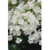 Floks wiechowaty 'Adessa White' Phlox panniculata