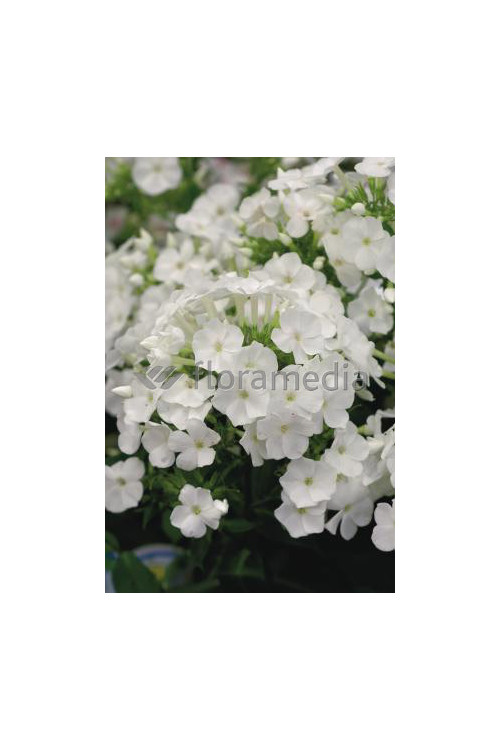 Floks wiechowaty 'Adessa White' Phlox panniculata