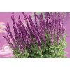 Szałwia Sensation 'Compact Bright Rose' | Salvia