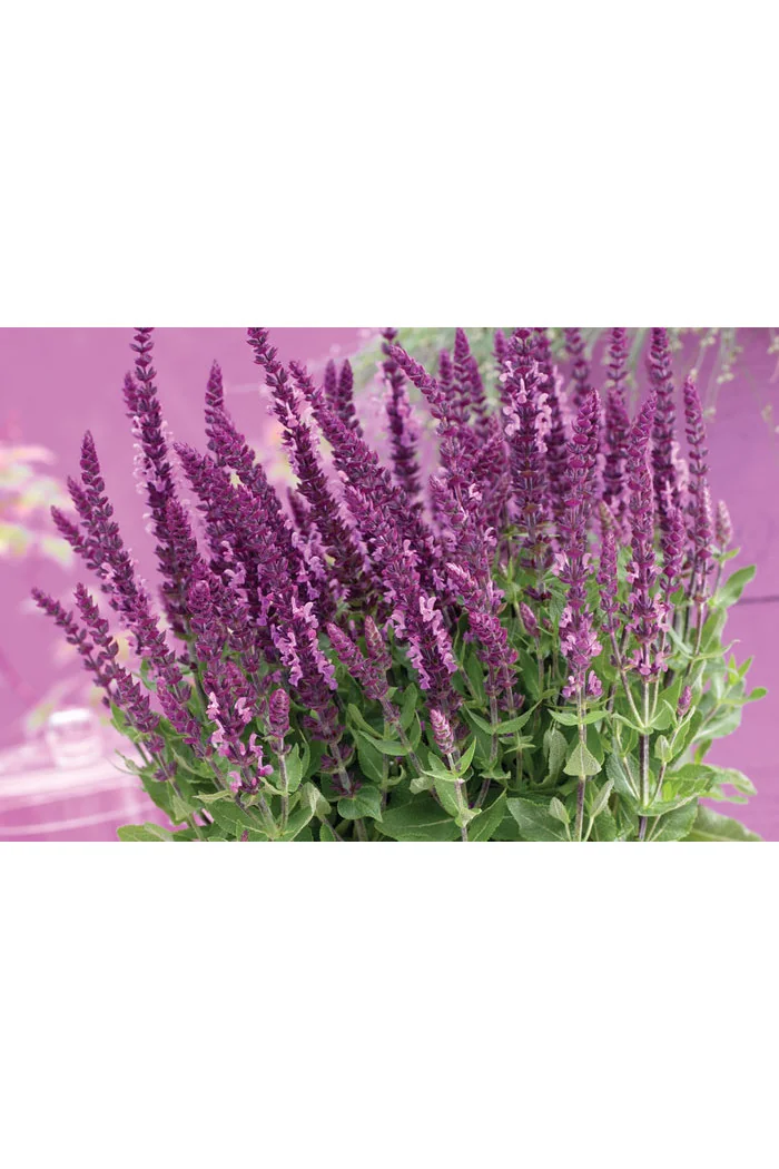 Szałwia Sensation 'Compact Bright Rose' | Salvia