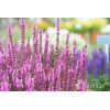 Szałwia Sensation 'Compact Bright Rose' | Salvia
