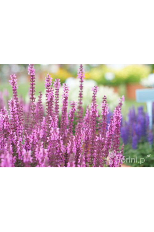Szałwia Sensation 'Compact Bright Rose' | Salvia