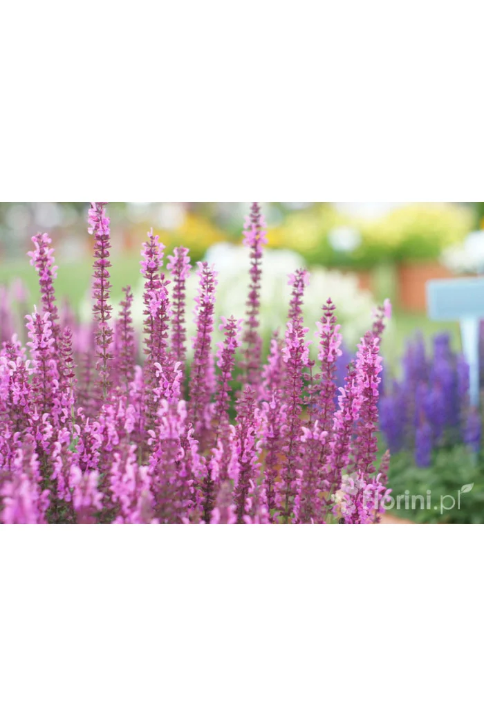 Szałwia Sensation 'Compact Bright Rose' | Salvia