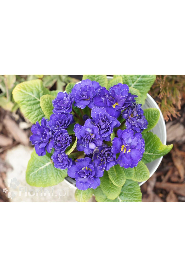 Pierwiosnek 'Belarina® Blue Champion' | Primula