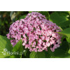 Hortensja ogrodowa 'Ayesha' | Hydrangea macrophylla