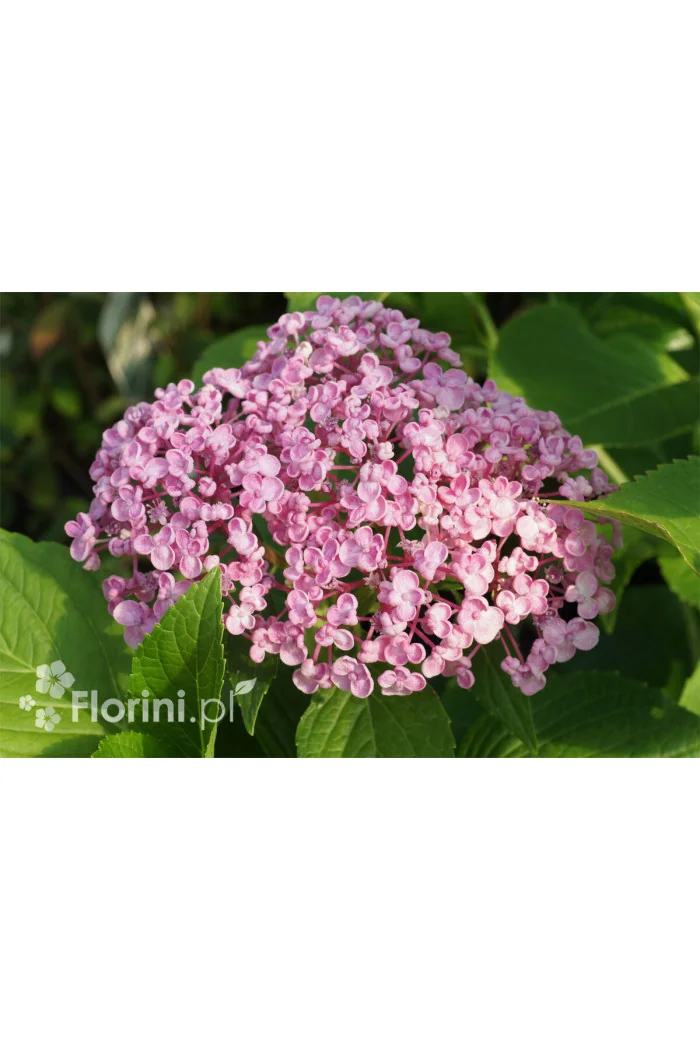Hortensja ogrodowa 'Ayesha' | Hydrangea macrophylla