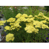 Krwawnik ogrodowy 'Summer Fruits Lemon' | Achillea millefolia